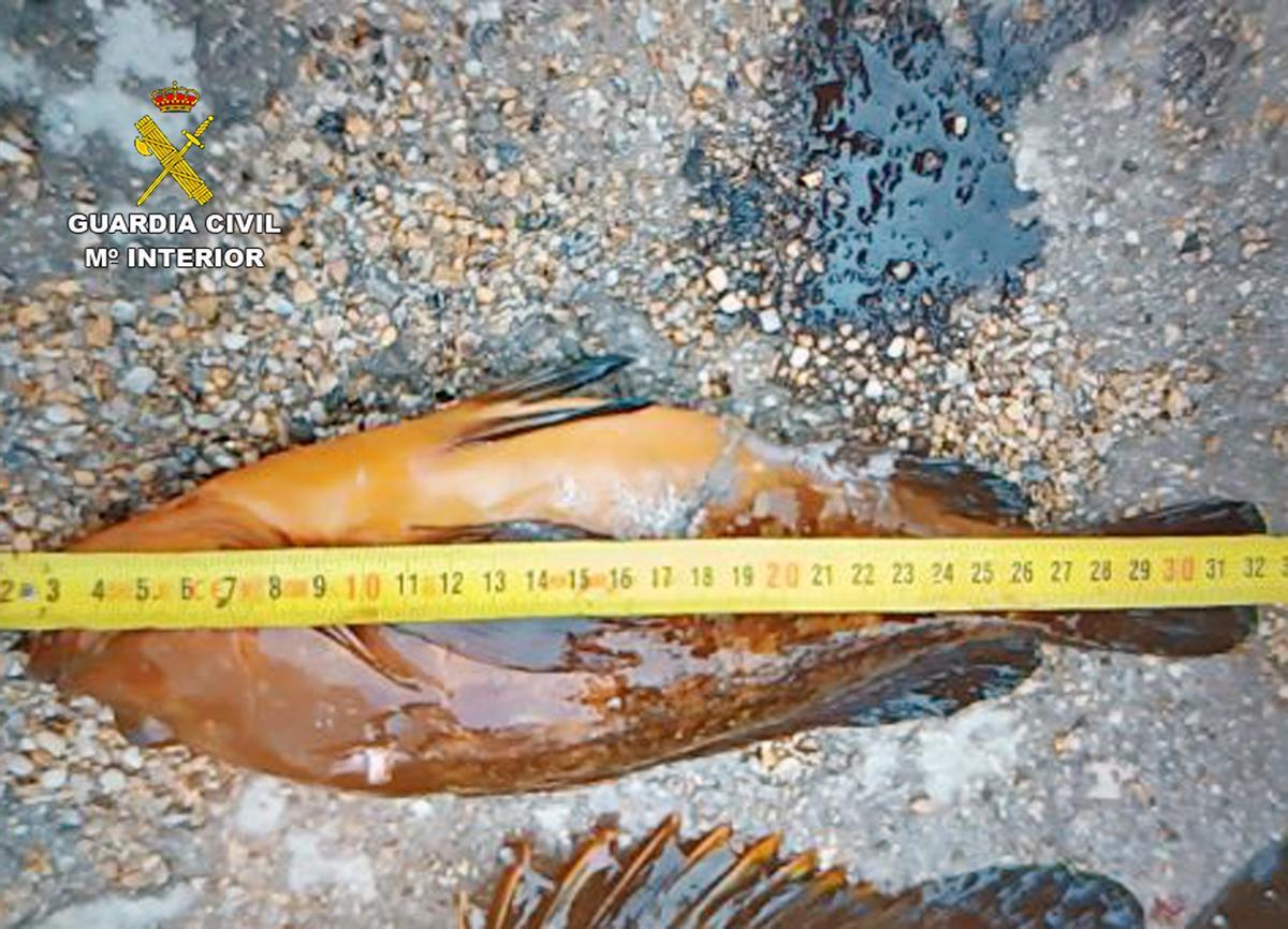 En la lancha, también se localizaron varias especies de talla inferior a la mínima permitida y otras no autorizadas para su captura.