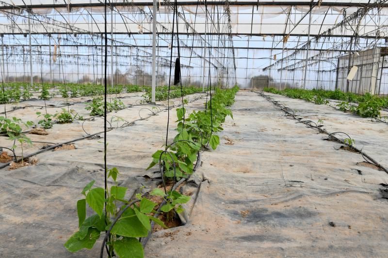 Dos jóvenes agricultores que cultivan, procesan y