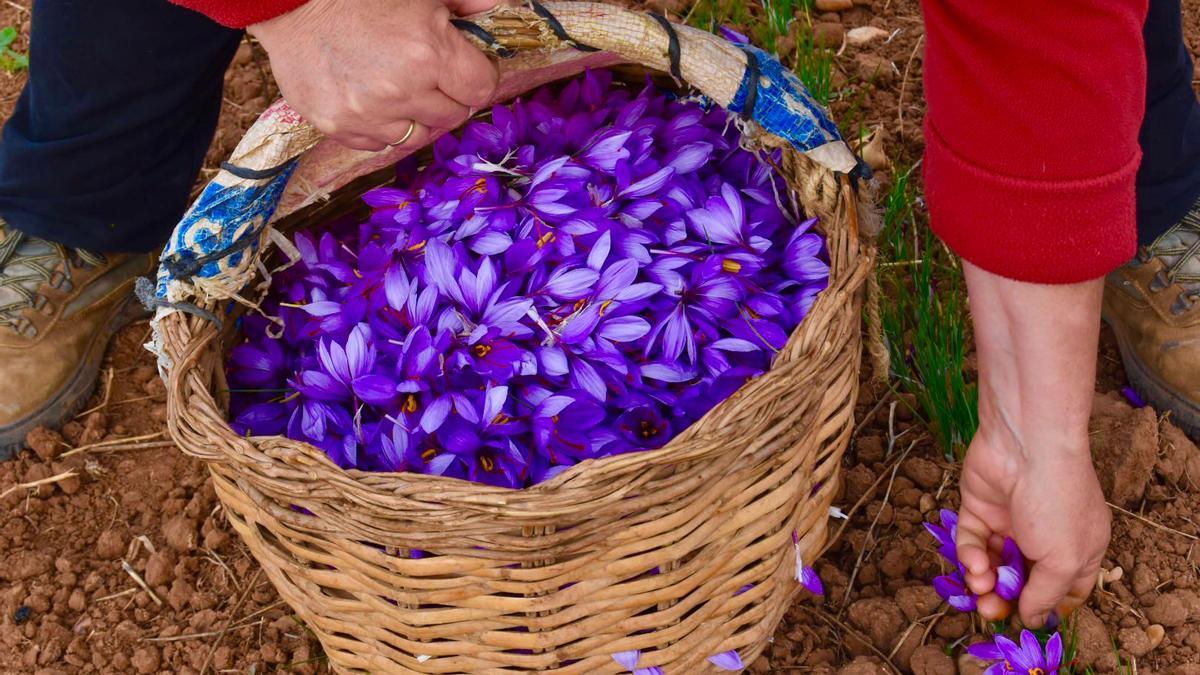 La falta de lluvia y las altas temperaturas merman la rosa del azafrán