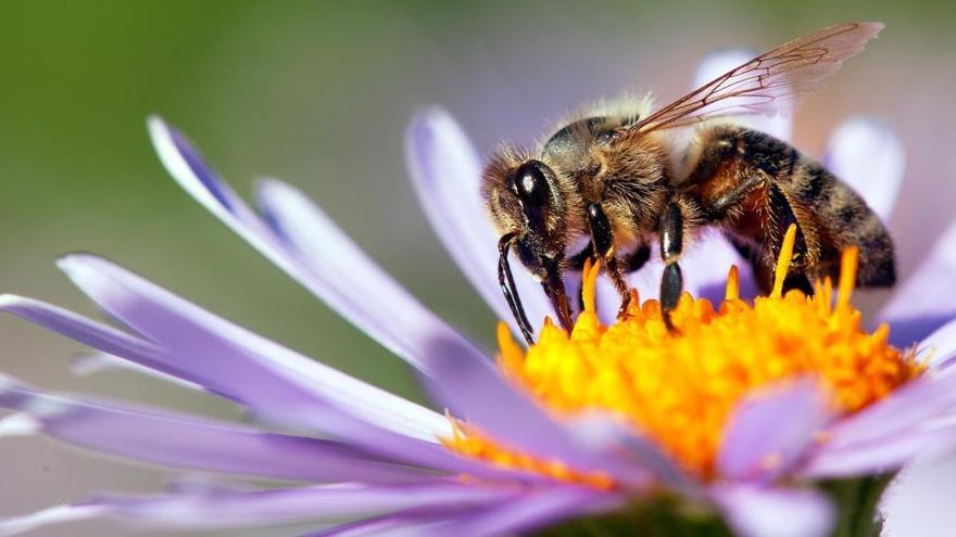 Crean el primer mapa mundial de las abejas.