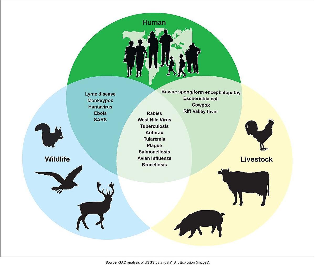 Ejemplos de enfermedades zoonóticas y su población afectada