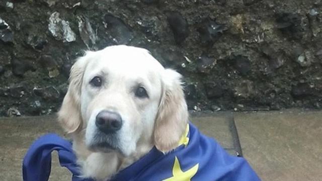 PERRO EN CENTRO DE VOTACIÓN