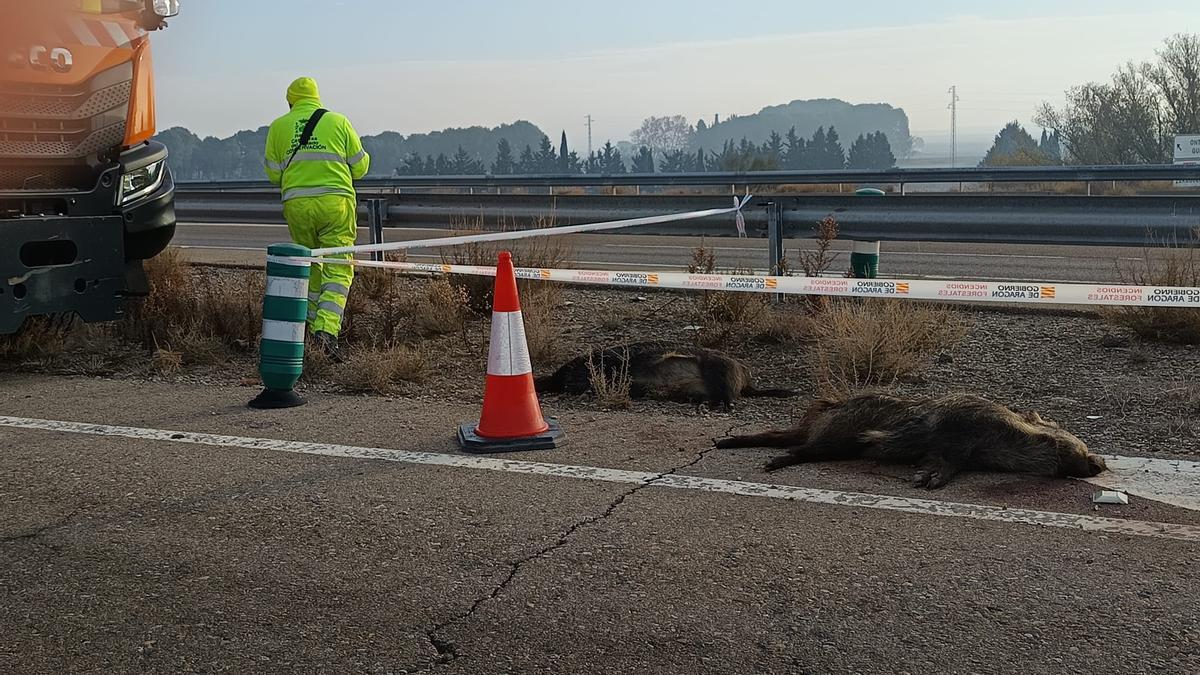 Un jabalí muerto este martes en la calzada.