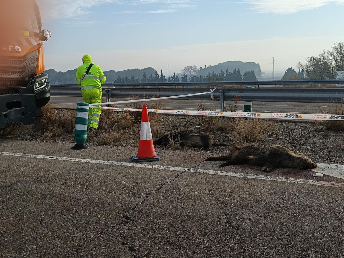Un jabalí muerto este martes en la calzada.