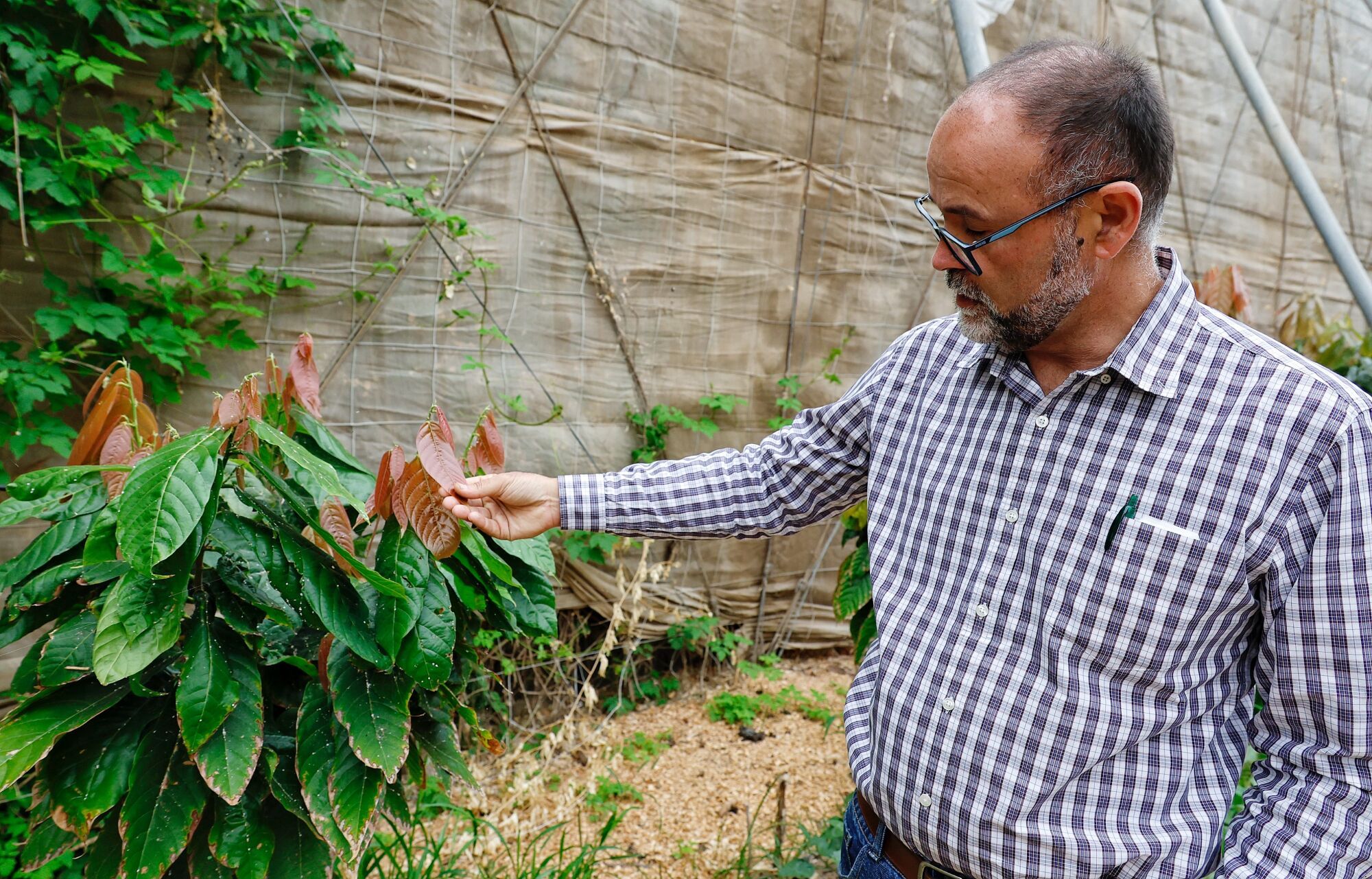 Finca de cacao en Valle de Guerra