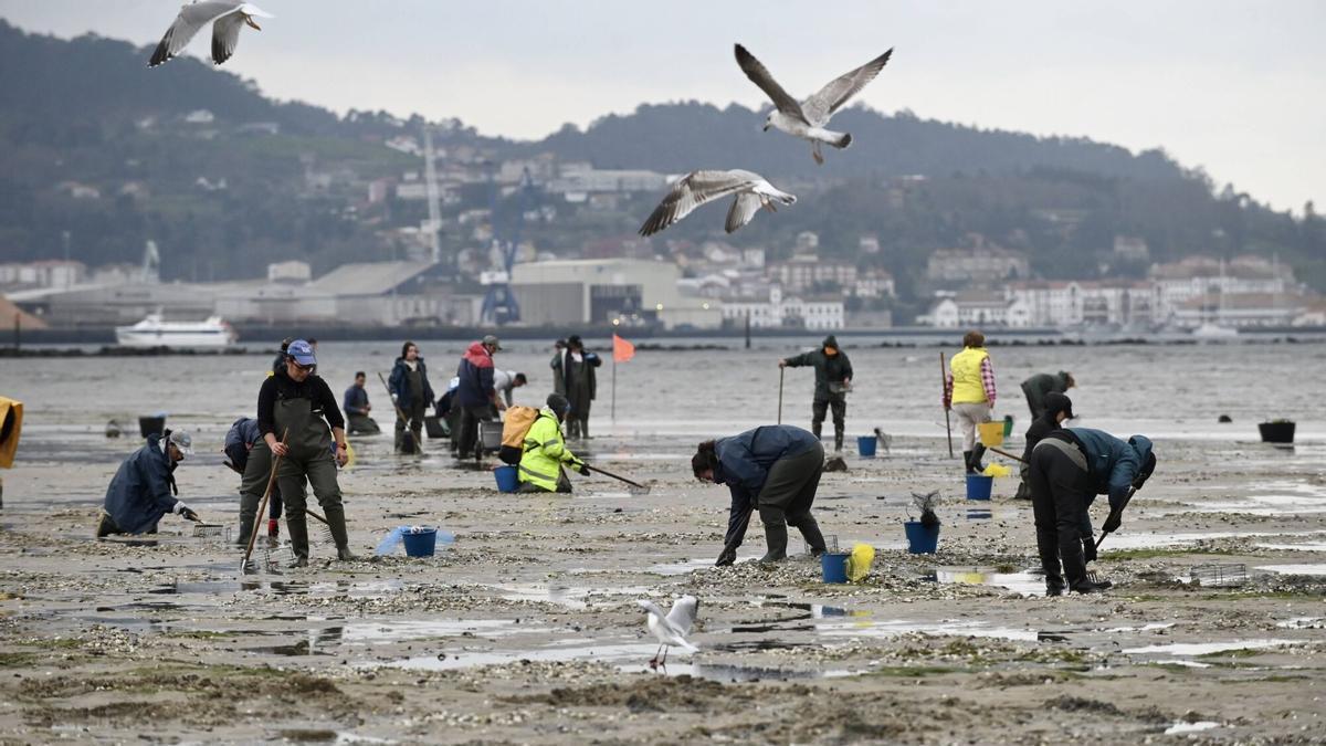 Mariscadores faenando en la ría de Pontevedra.