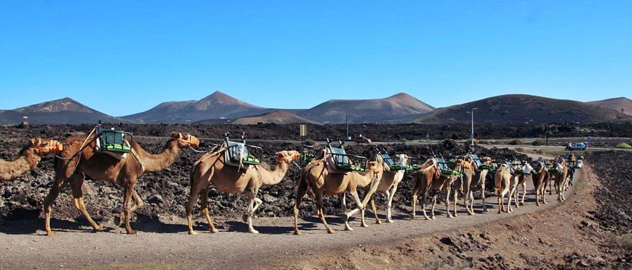 Camellos para los paseos turísticos por las Montañas del Fuego. | | YAIZA.ES