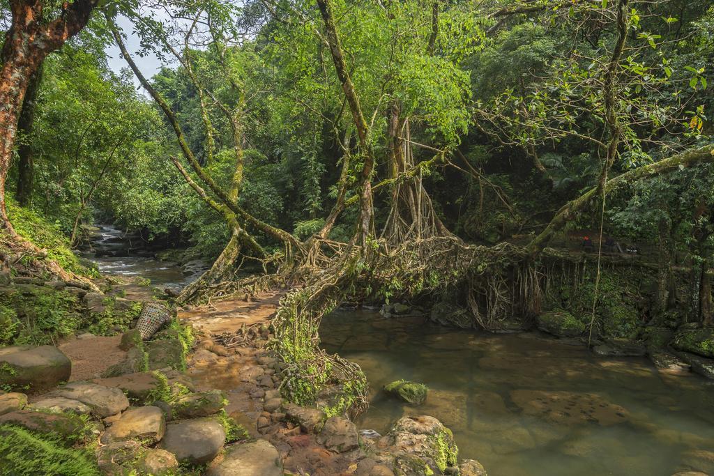 Los puentes de raíces vivas en Cherrapunji