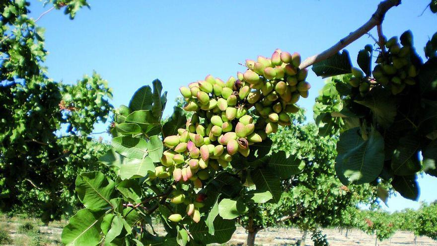 El pistacho extremeño no da abasto: la producción se exporta al 100% y la demanda exterior supera la oferta