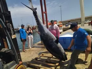 Así han desembarcado en el puerto de Xàbia el atún de 311 kilos