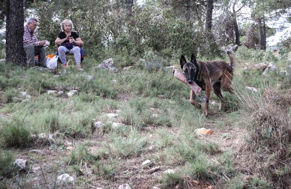 La provincia vivirá la mejor campaña de setas en cuatro años tras las últimas lluvias