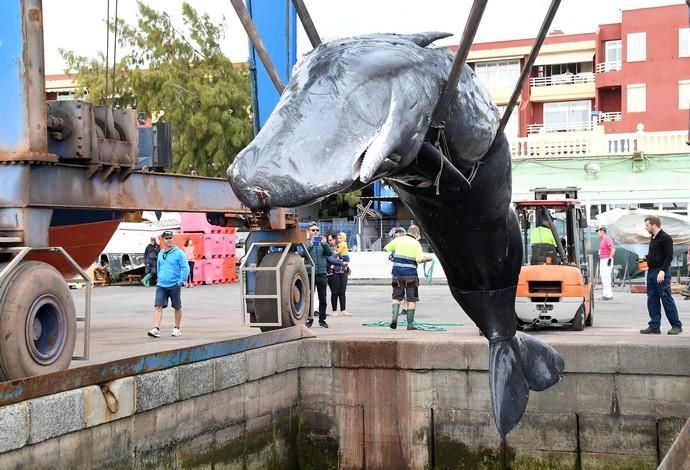 14/03/2019 TALIARTE. TELDE. Recogida del cachalote varado en la costa de Telde.   Fotografa: YAIZA SOCORRO.