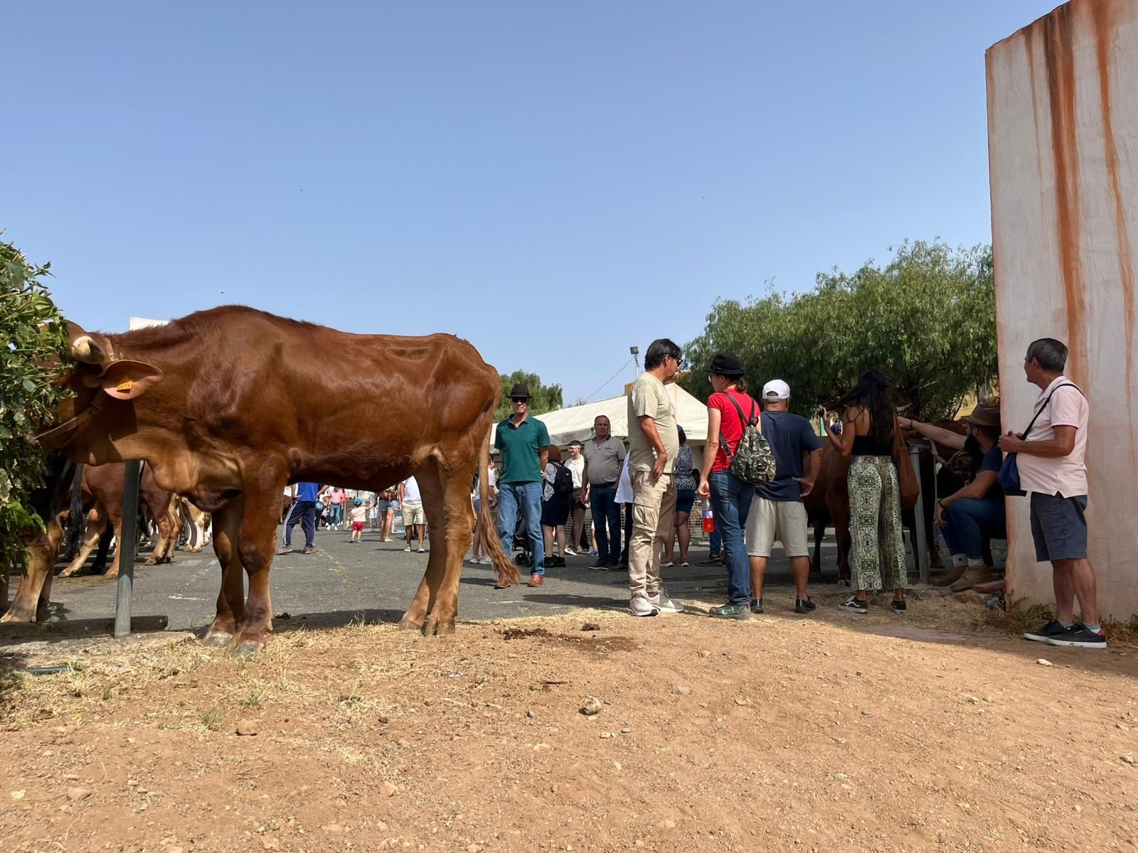 El calor cancela actos en las fiestas en honor a San Pedro y San Pablo de Ingenio
