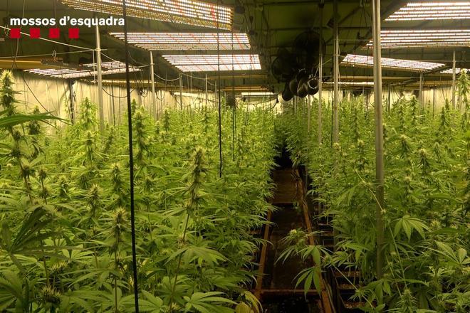 EN IMATGES | Operació contra el tràfic de drogues i el cultiu de marihuana a Figueres, el novembre de 2023.