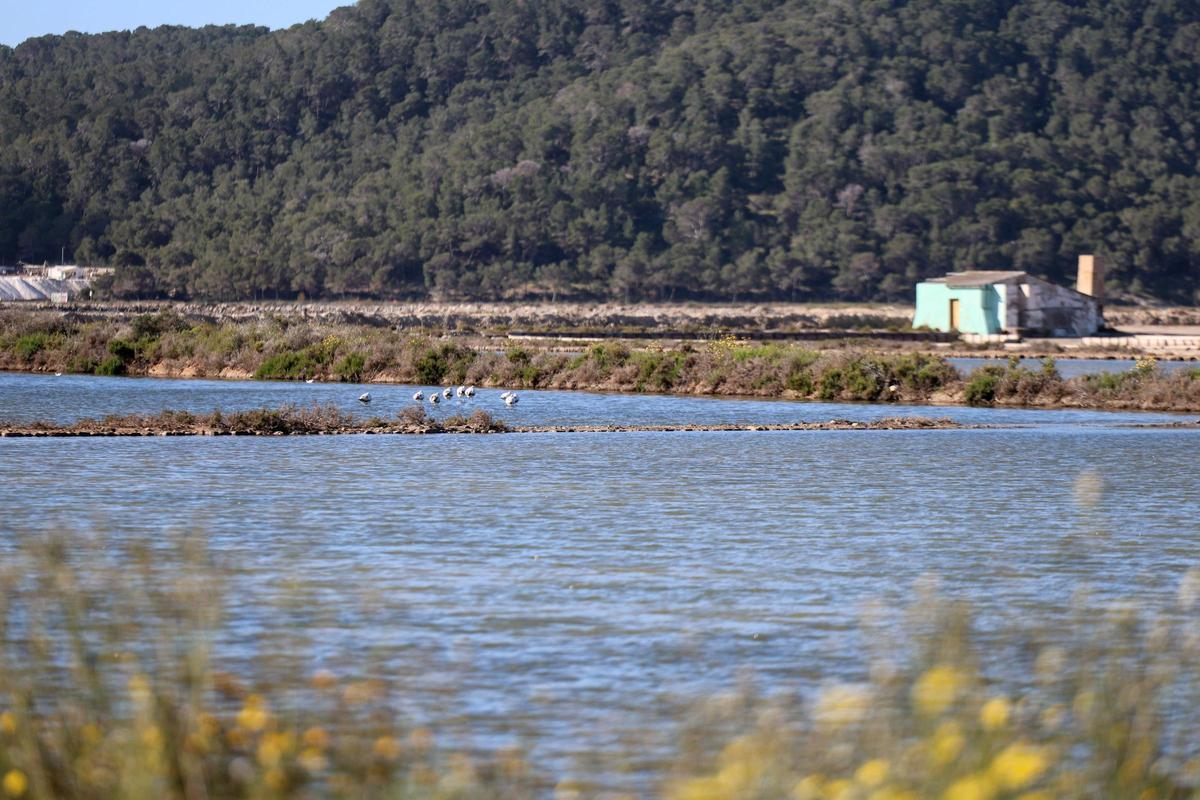Las imágenes de la jornada en el observatorio de aves en ses Salines de Ibiza