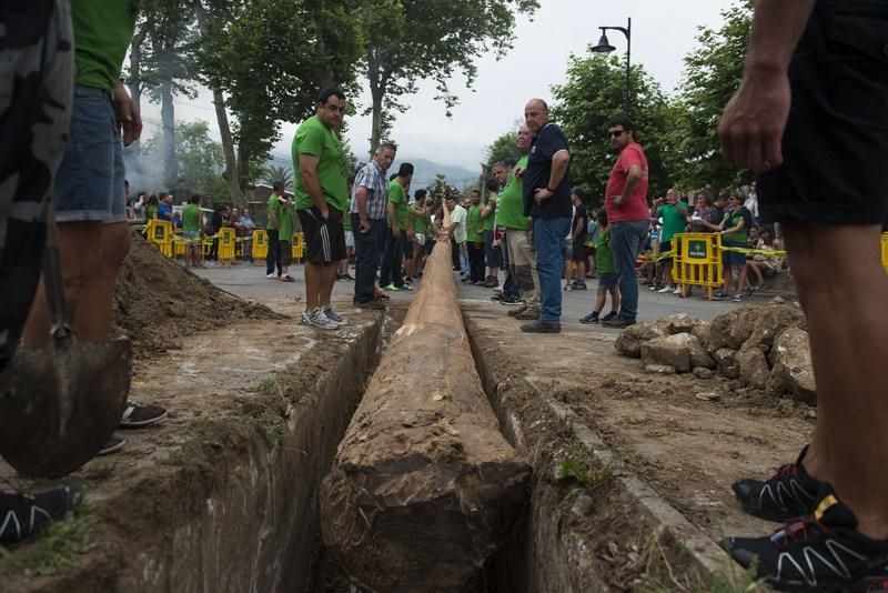 Celoriu planta su hoguera