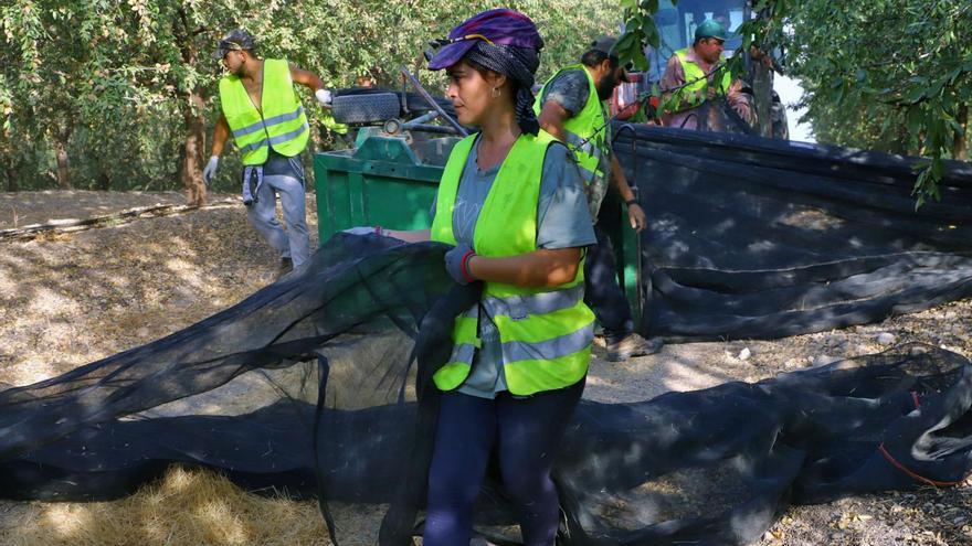 Una mujer trabaja junto a sus compañeros en una explotación agraria.