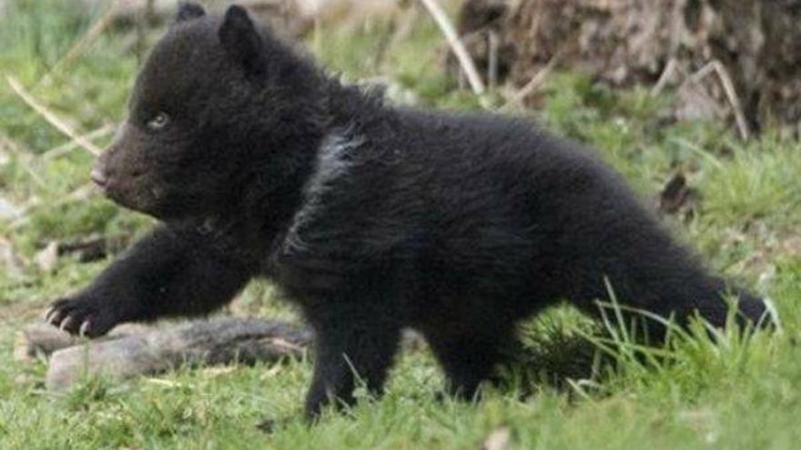 Un zoo suizo sacrifica a un osezno rechazado por su padre celoso