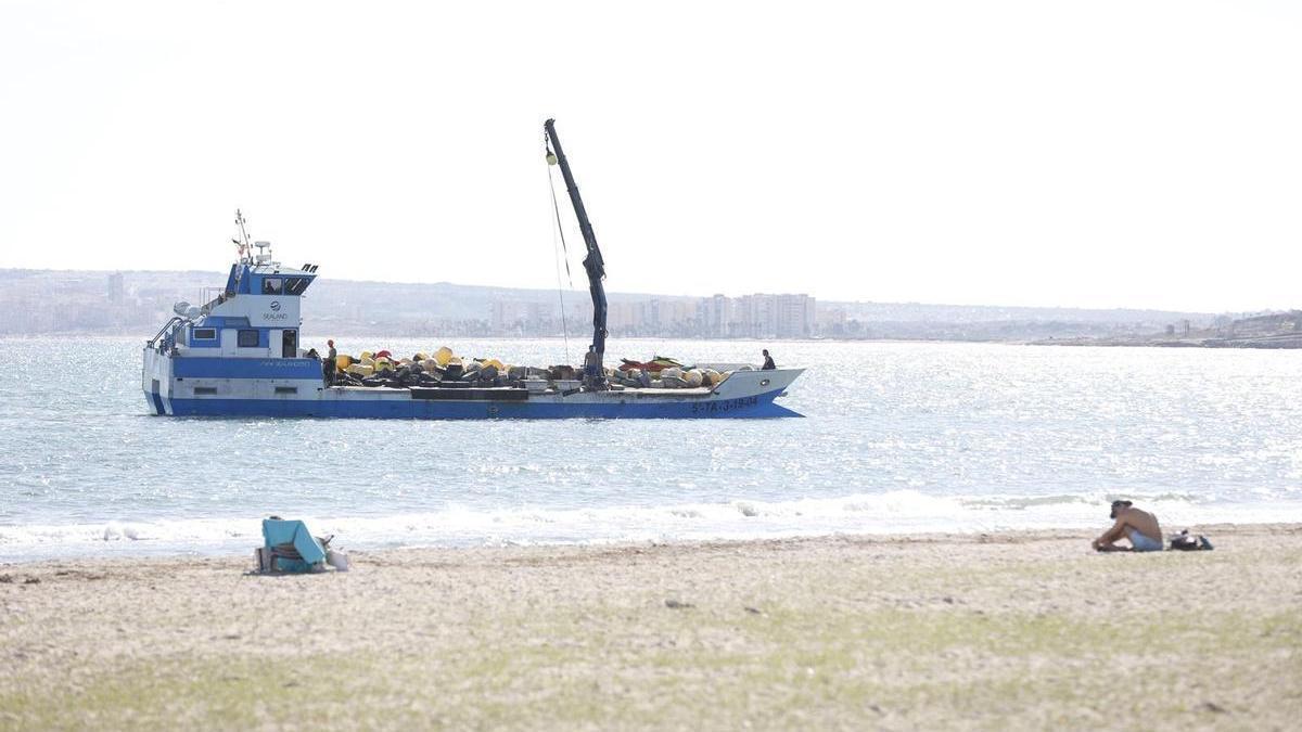 Ostras del Pacífico para reducir la contaminación del mar de Alicante