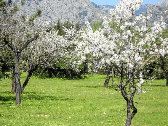 Mandelblüte auf Mallorca