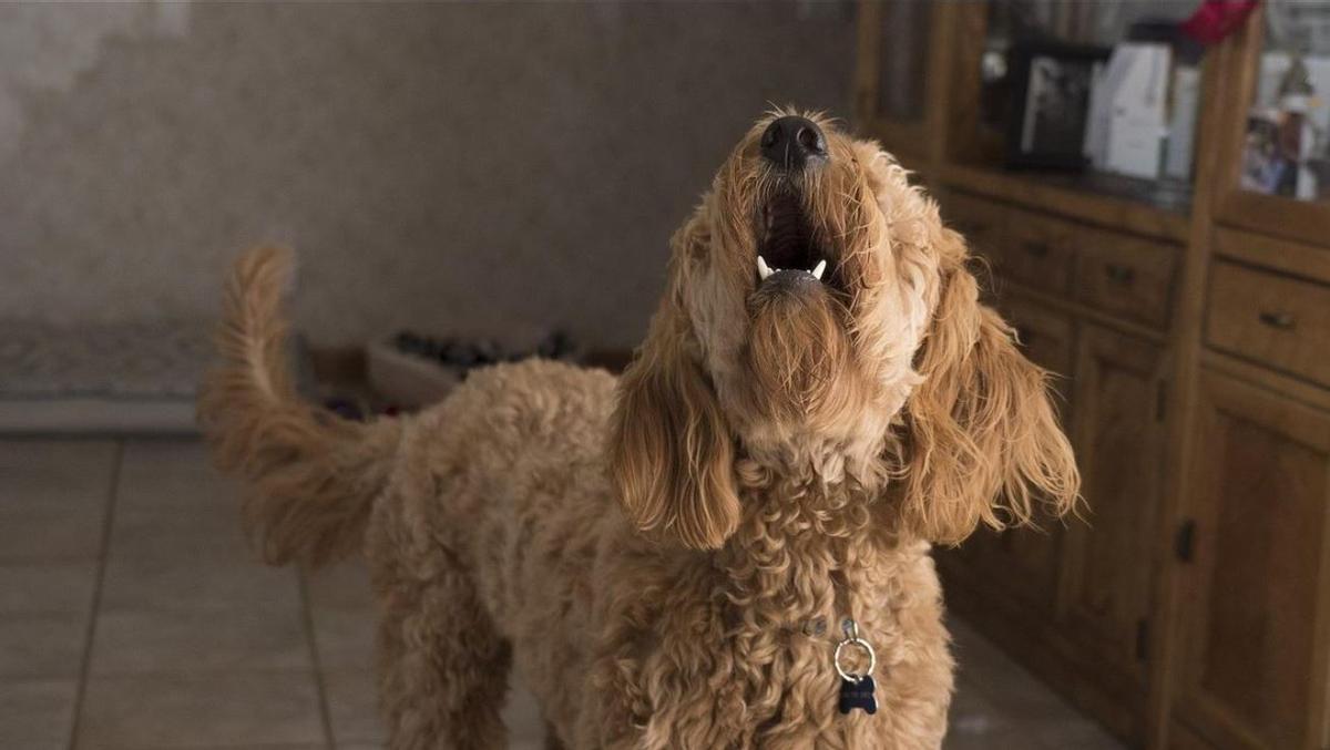 Los ladridos continuos de un perro en una comunidad de vecinos  pueden generar conflictos,