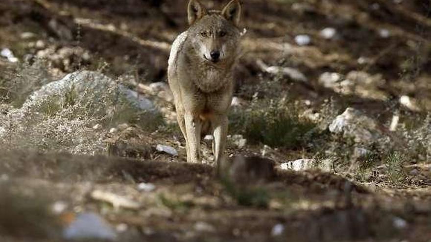 Un lobo en semiliberdade no Centro do Lobo Ibérico de Robledo (Zamora).