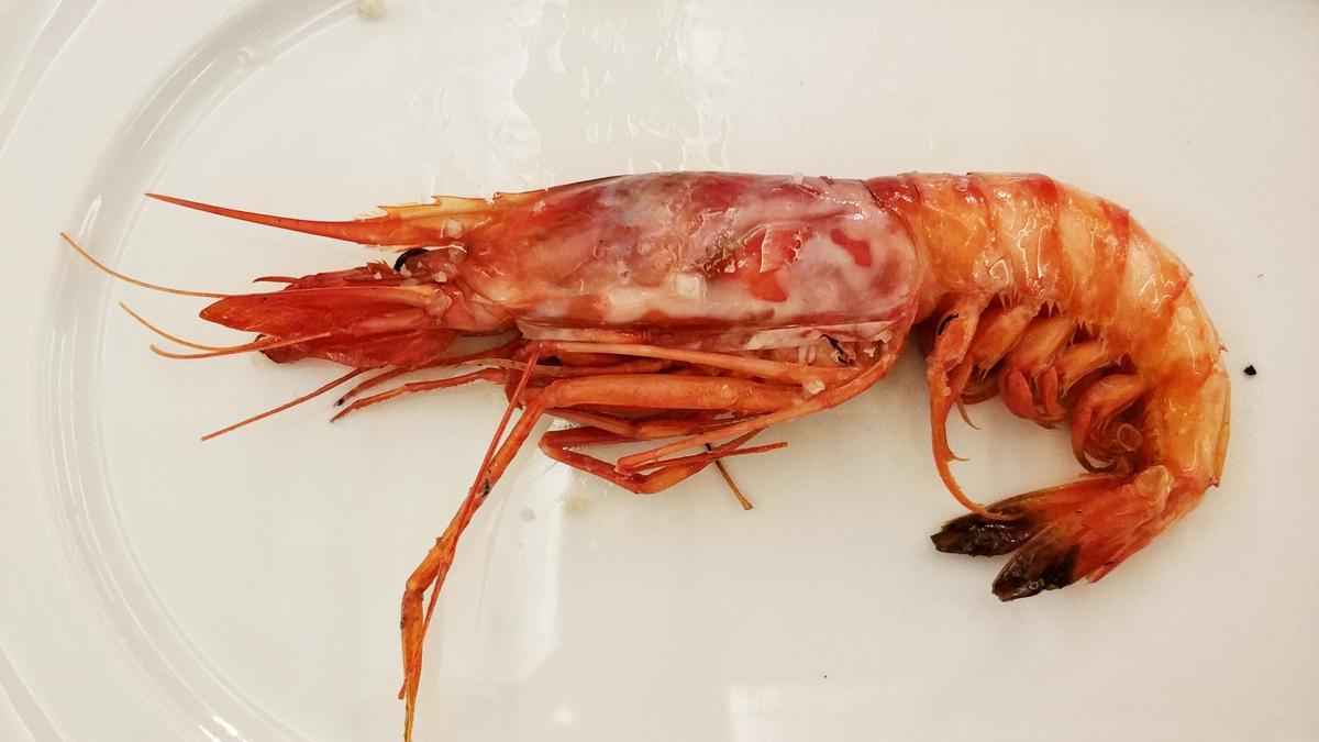 La gamba a la brasa del restaurante Cal Mut, en Blanes.