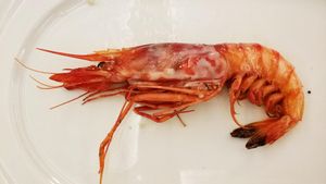 L’Innoble i la gamba Imperial