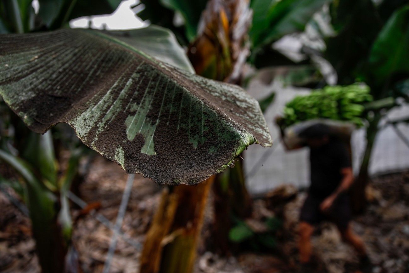 Agricultores recogen los plátanos de sus fincas llenas de ceniza del volcán en erupción en La Palma