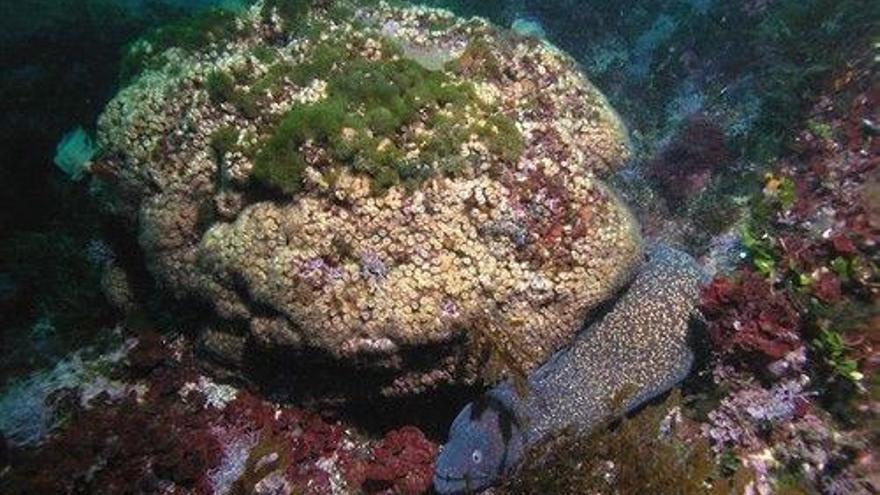 Importante descubrimiento en corales de las islas Columbretes
