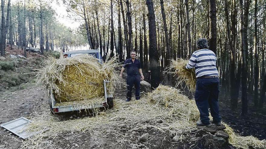 Manuel Pérez, al fondo, y otro ganadero esparcen hierba seca por el monte quemado en Vincios.