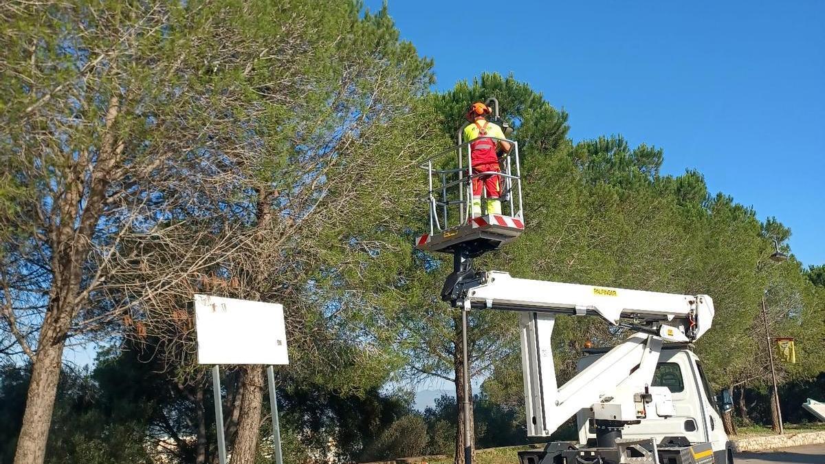 Un operario trabaja en una zona de pinos.