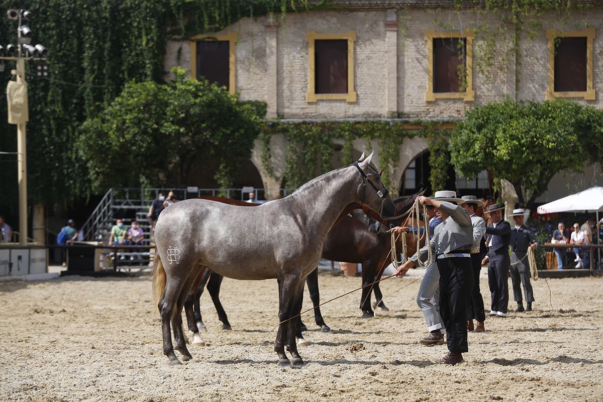 Primera jornada del concurso morfológico en Cabalcor 2021