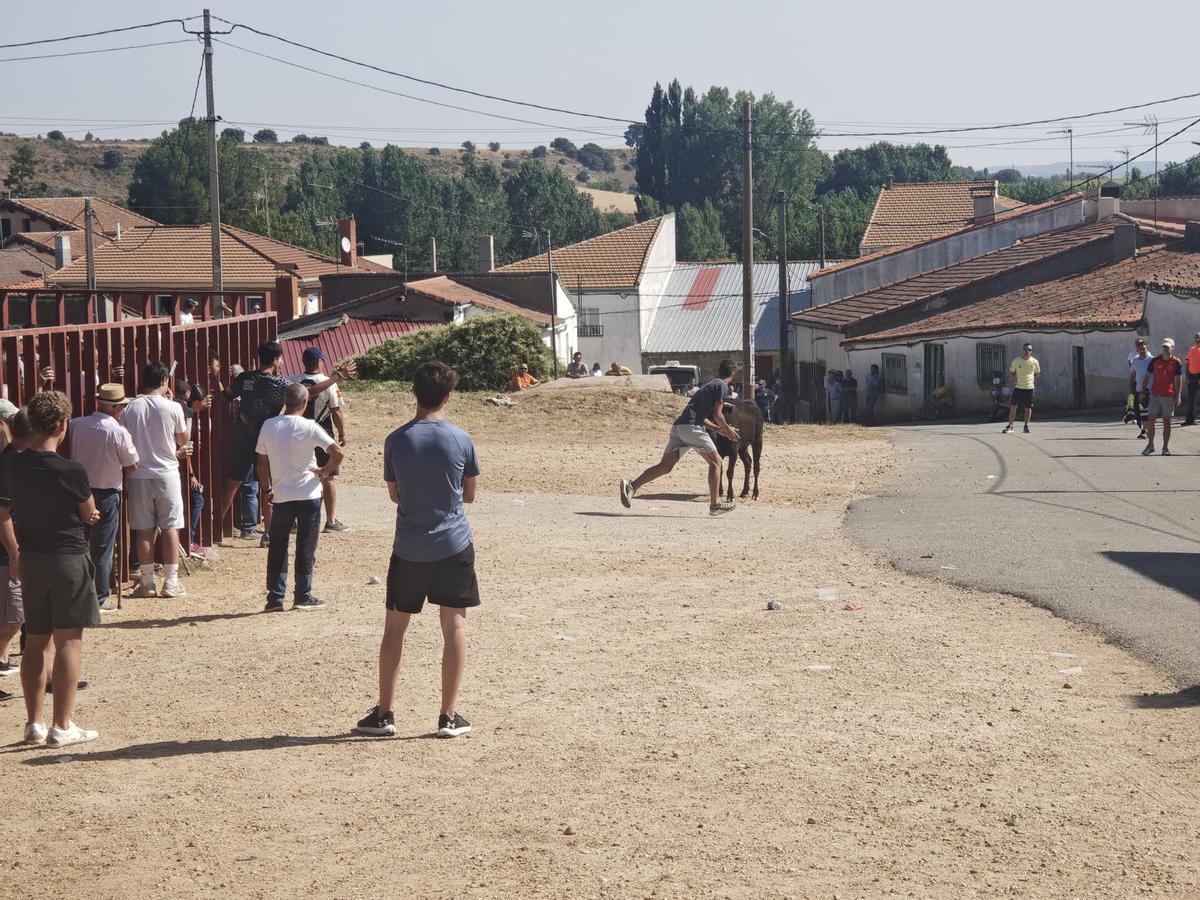 Unos toros "reservones" y unas vacas "muy bravas" ponen el broche a las fiestas de El Maderal Unos toros "reservones" y unas vacas "muy bravas" ponen el broche a las fiestas de El Maderal