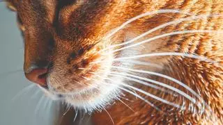 Ni estética ni simples pelos: por qué los bigotes de los gatos son clave y no debes tocarlos