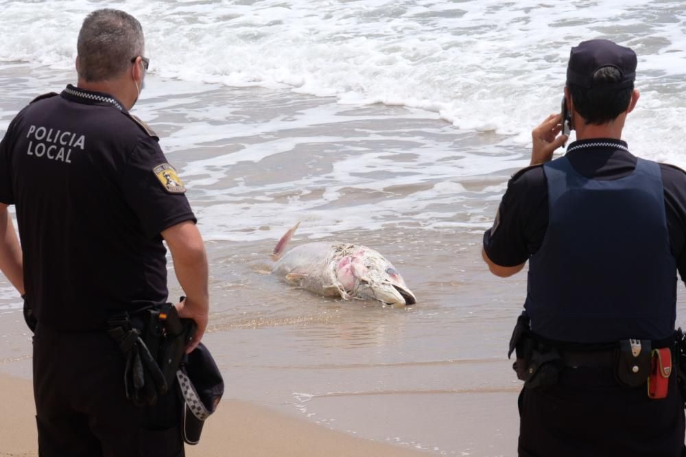 Aparece muerto un atún de unos 40 kilos en la orilla de la playa de El Pinet en Elche