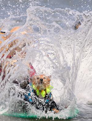 Hicieron un torneo de perros surfistas en California