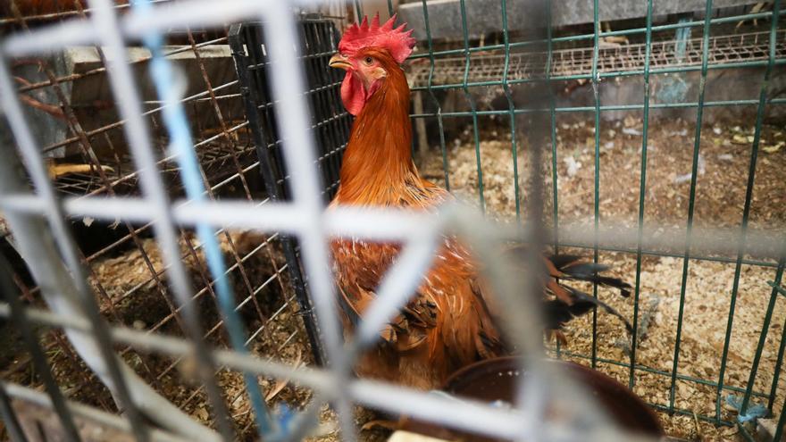 El Gobierno confina desde hoy aves de corral en 10 municipios de la Región de Murcia para no propagar la gripe aviar