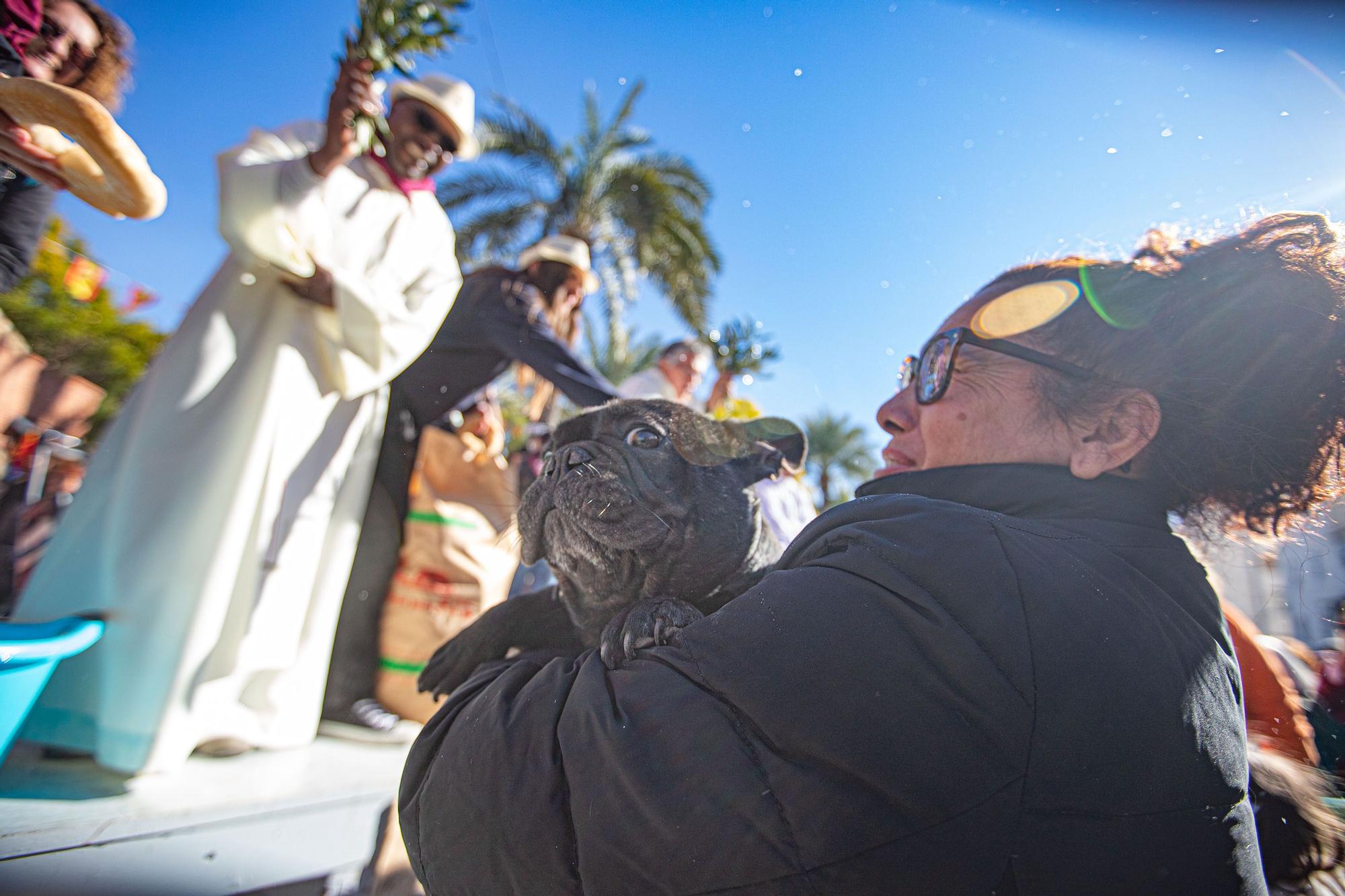 Romería y Bendición de animales en San Antón de Elche