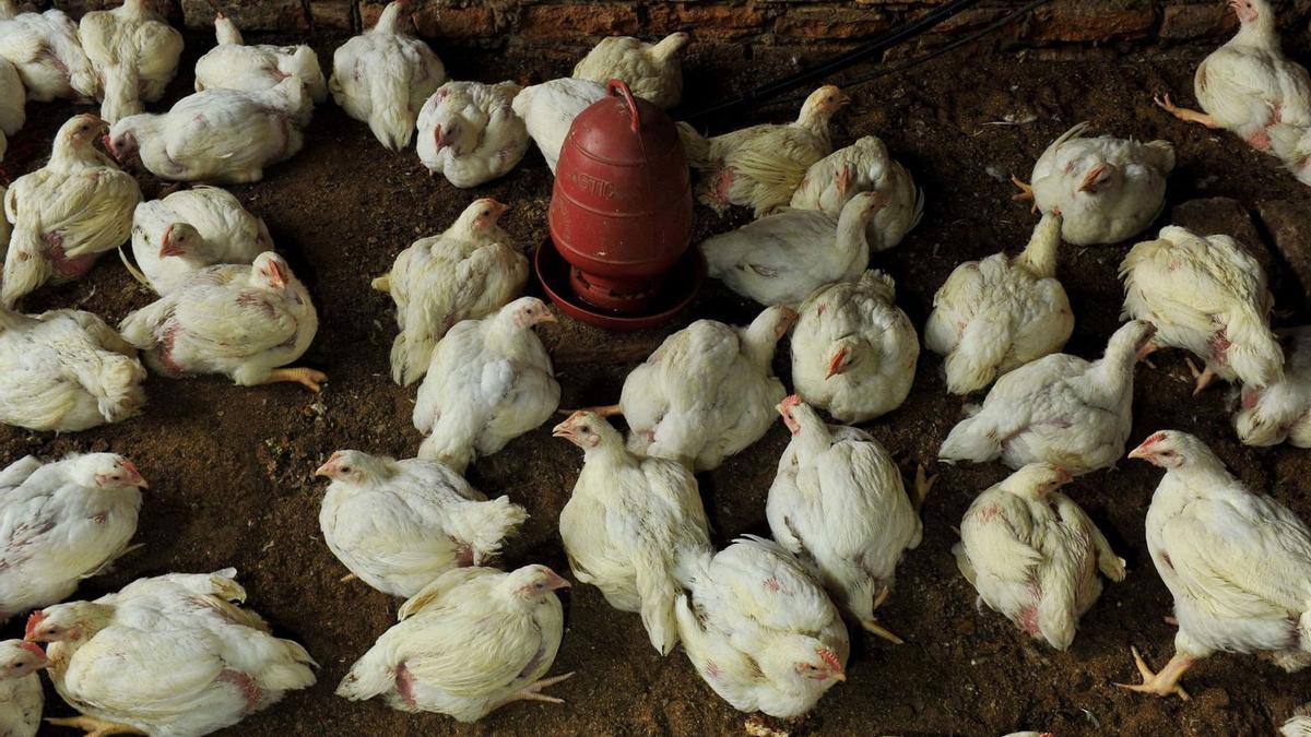 Gallines en una granja, en una imatge d’arxiu. | RAFAYAT HAQUE KHAN / EUROPA PRESS