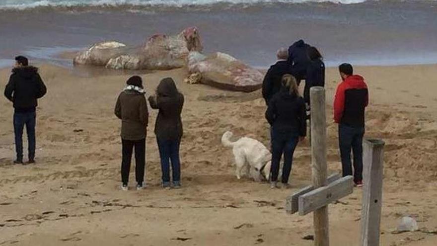 Restos del cachalote aparecido ayer en la playa grovense de A Lanzada; un ejemplar macho de más de diez metros de largo. // Muñiz