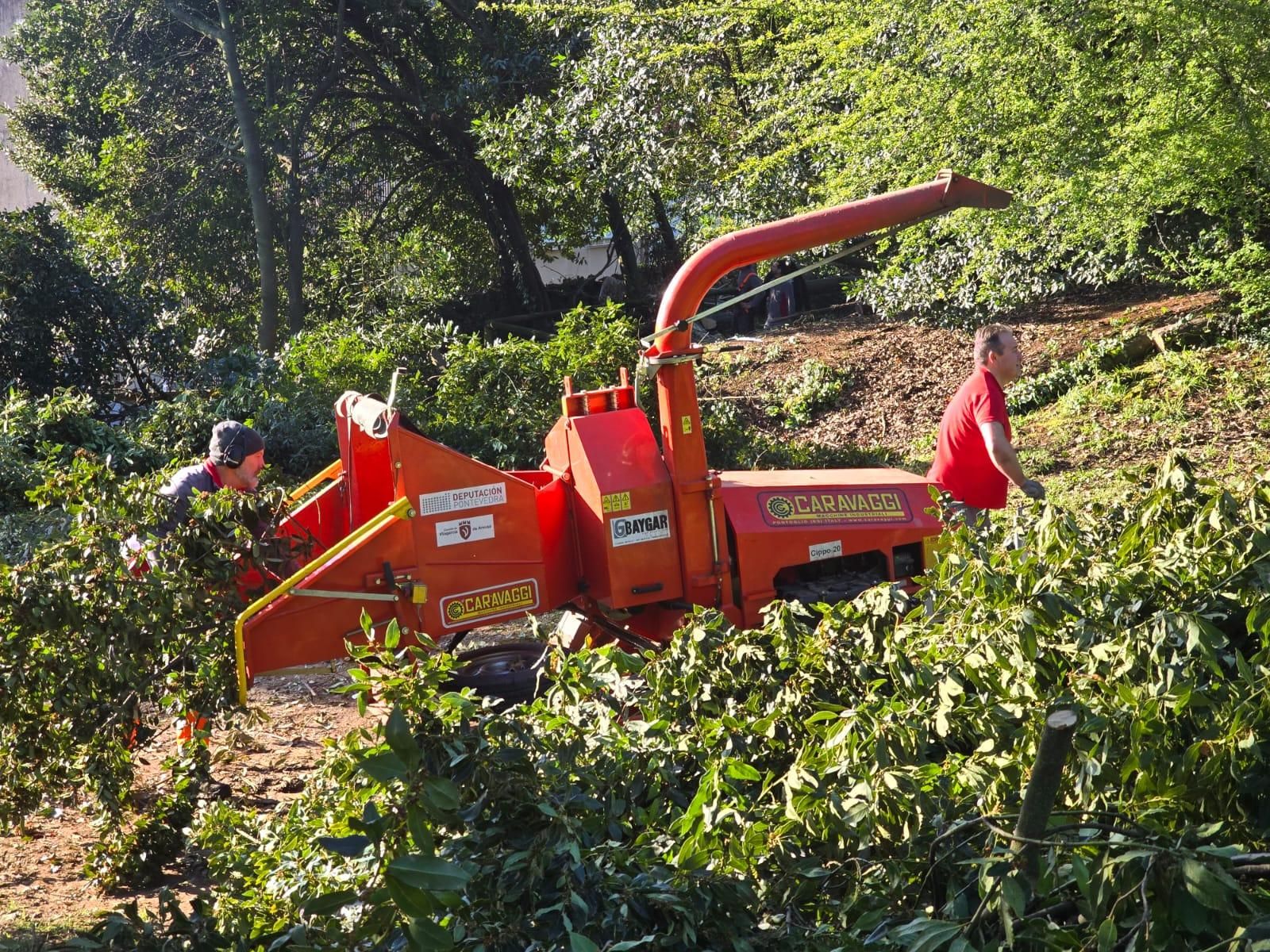 Los operarios municipales retomaron la tala de seguridad en el Parque Botánico Enrique Valdés Bermejo.