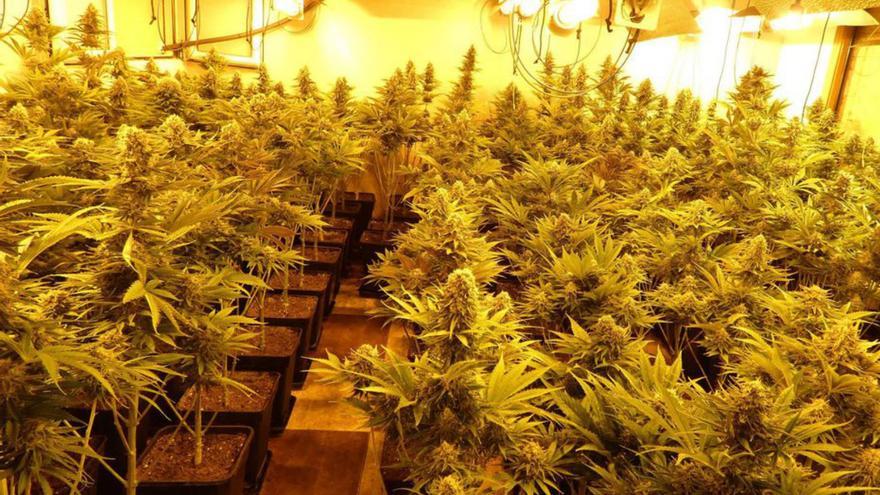 Desmantellen 500 plantes de marihuana en una casa a Sant Feliu