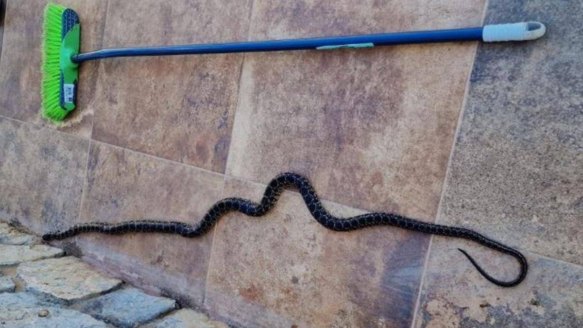 La serpiente medía más que una escoba
