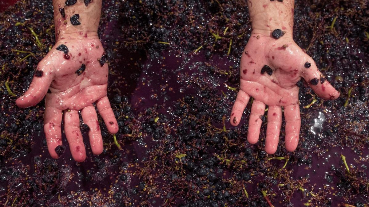 Elaboración de vinos en la bodega Tamerán.