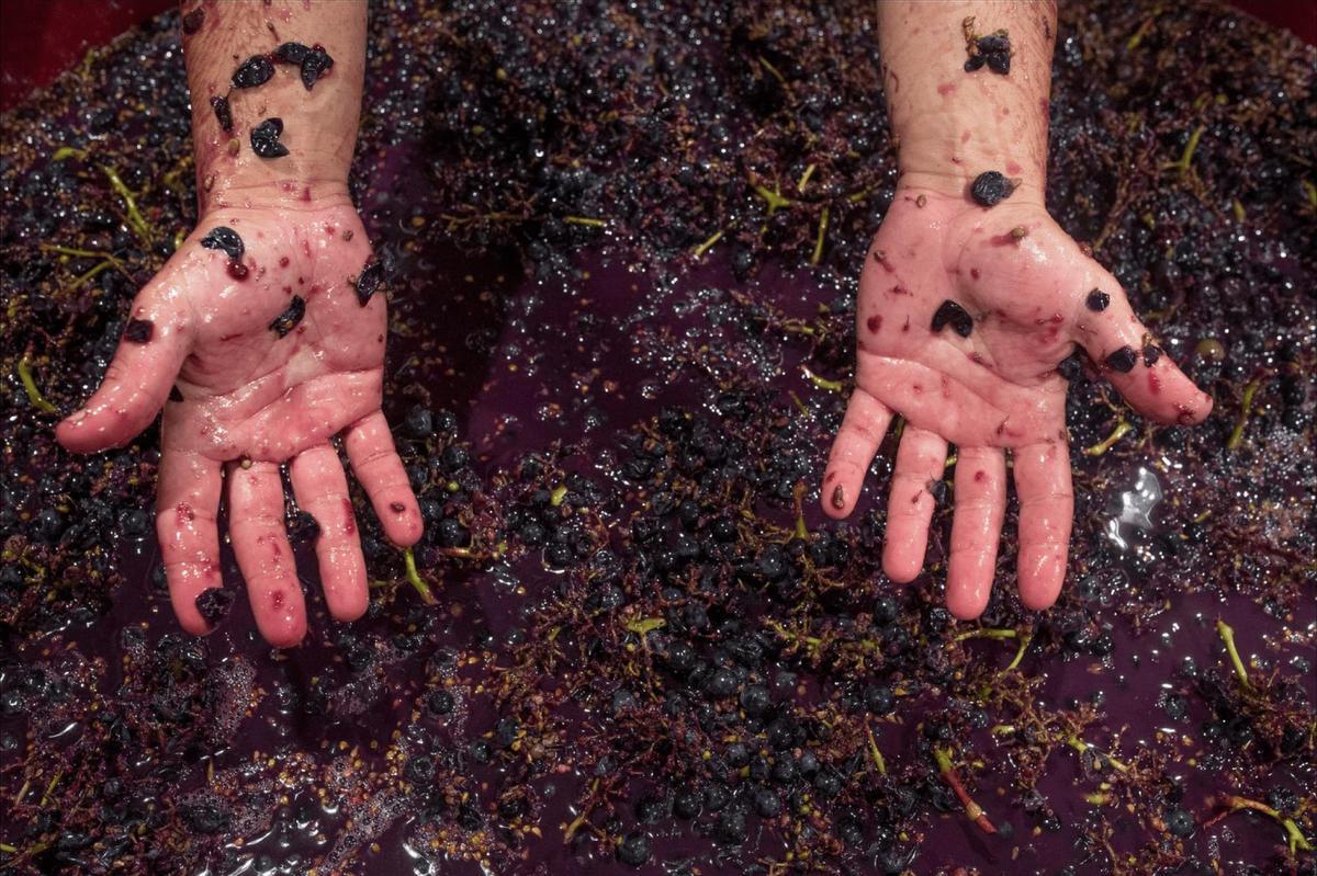 Elaboración de vinos en la bodega Tamerán.