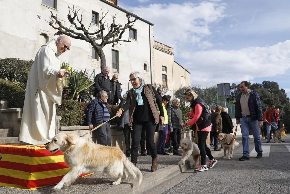 Desfilada de la Festa de Sant Antoni Abad al barri de Palau-sacosta i benedicció dels animals