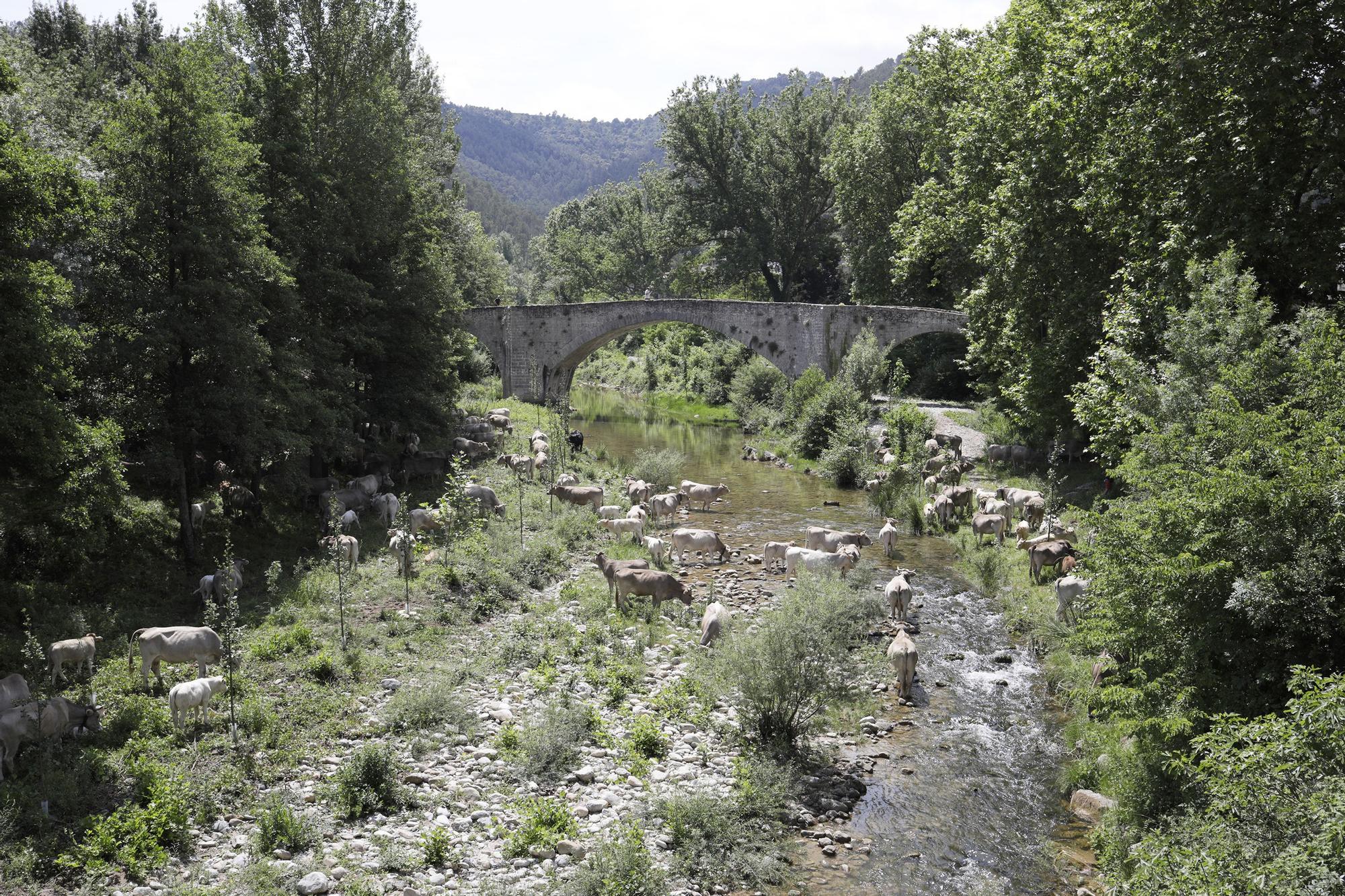 L’únic ramat transhumant de l’Empordà ja és a Llanars