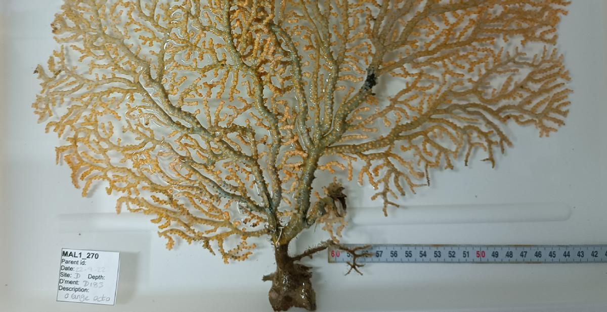 Nuevo octocoral descubierto en la expedición