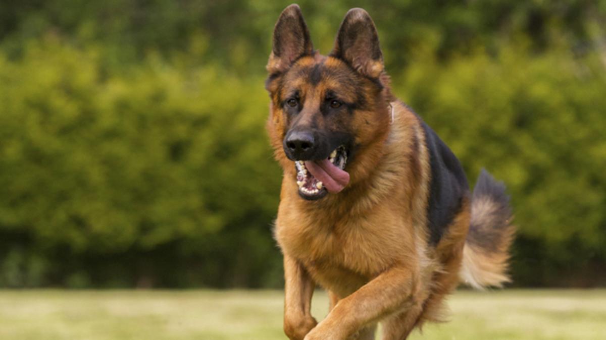 Las 10 mejores razas de perro para convivir con niños
